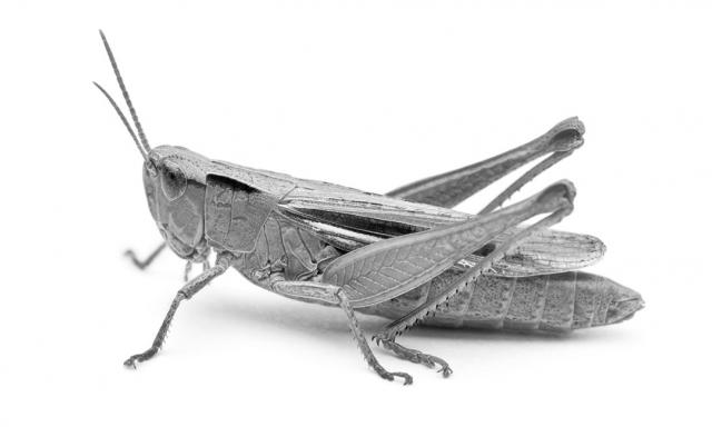 Bigger Than the Grasshopper and the Ant: A Macroeconomic View of Saving for Retirement