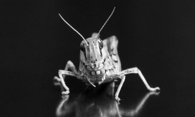 Financial Globalization and the ‘Locust’ Myth