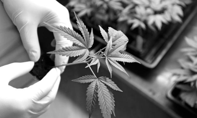 Taxes and the Cannabis Business