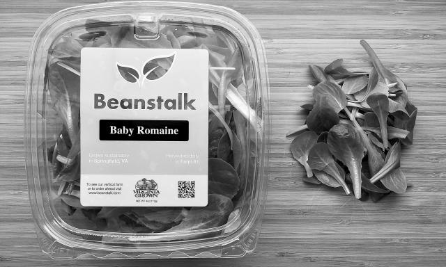 beanstalk