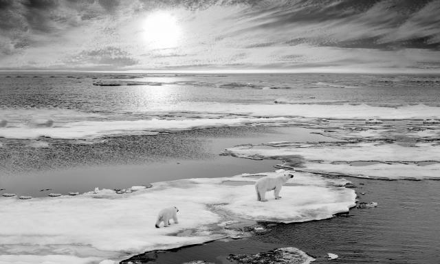 fight climate change